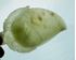 Picture of Chinese jade leaf bowl